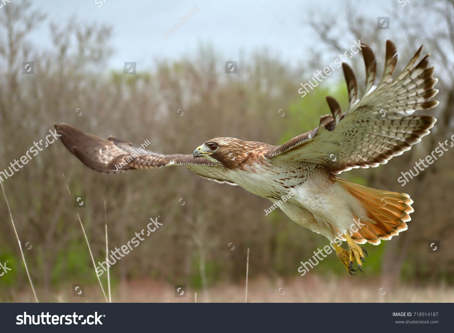 Yellow Tail Hawk 3 559 Images Photos Et Images Vectorielles De Stock