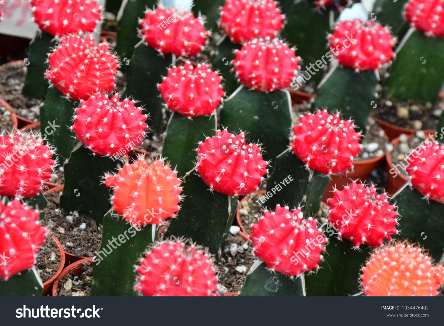 Red Top Cactus Stock Photo Edit Now 1034476402