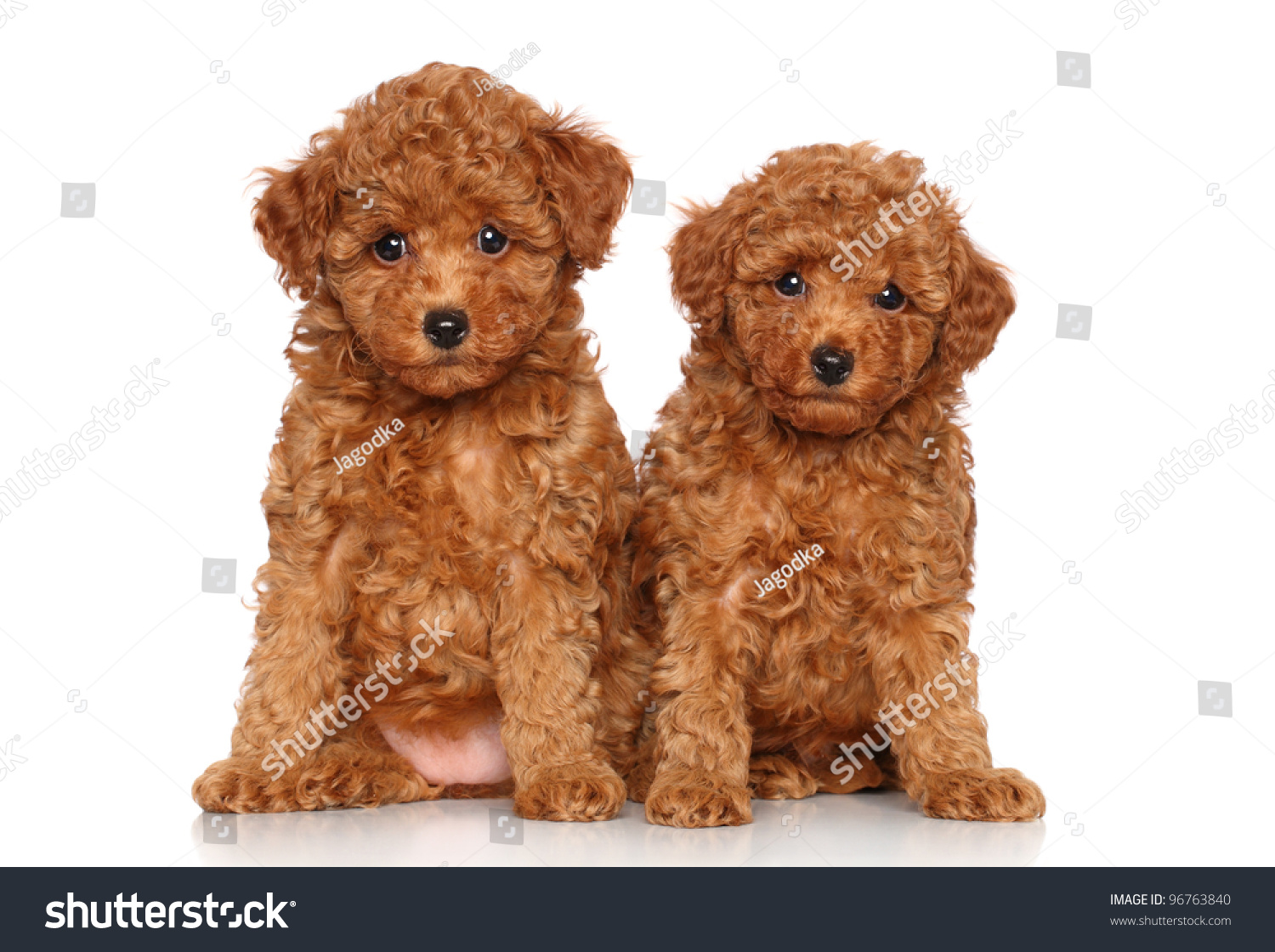 red toy poodle for sale