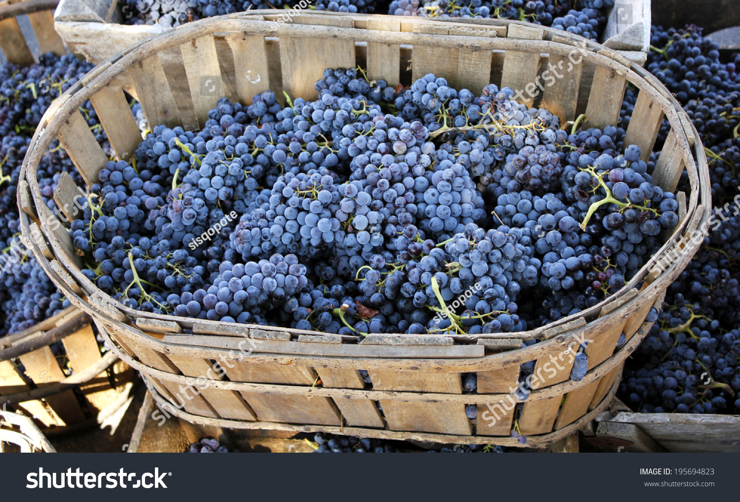 Red Wine Grapes Harvesting Wine Grapes Stock Photo 195694823 - Shutterstock