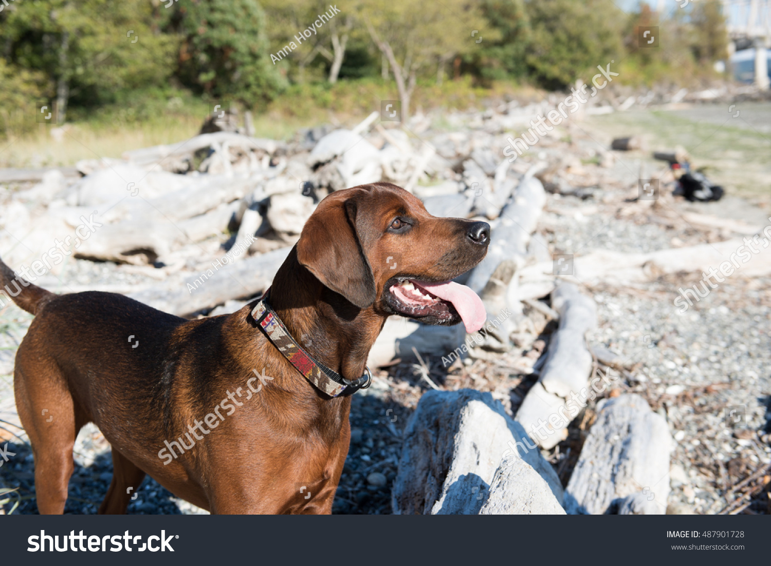 coonhound rottweiler mix