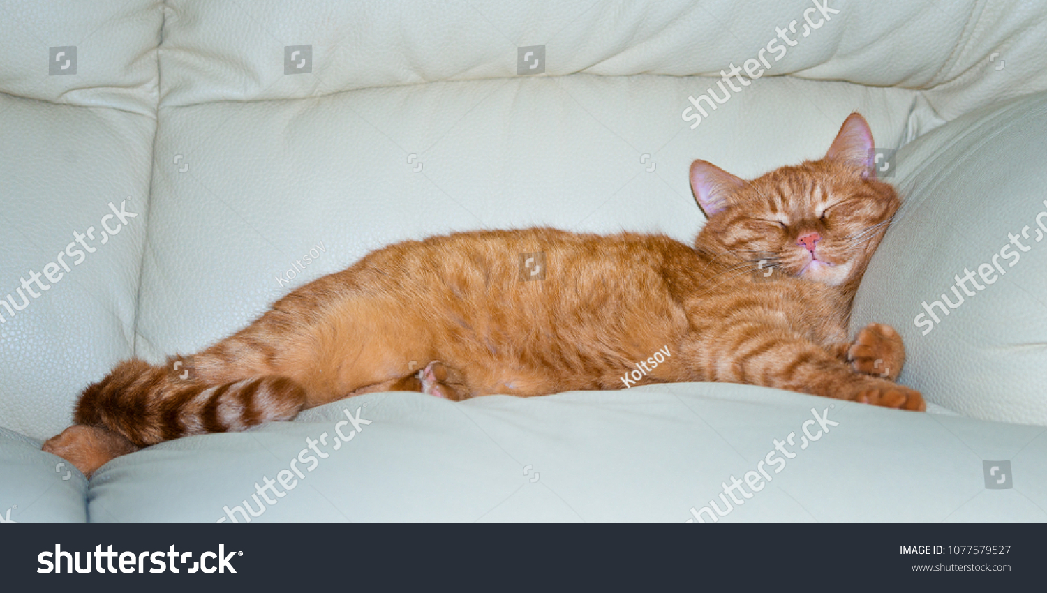 redhead sleeping couch Red hairy pussy movies