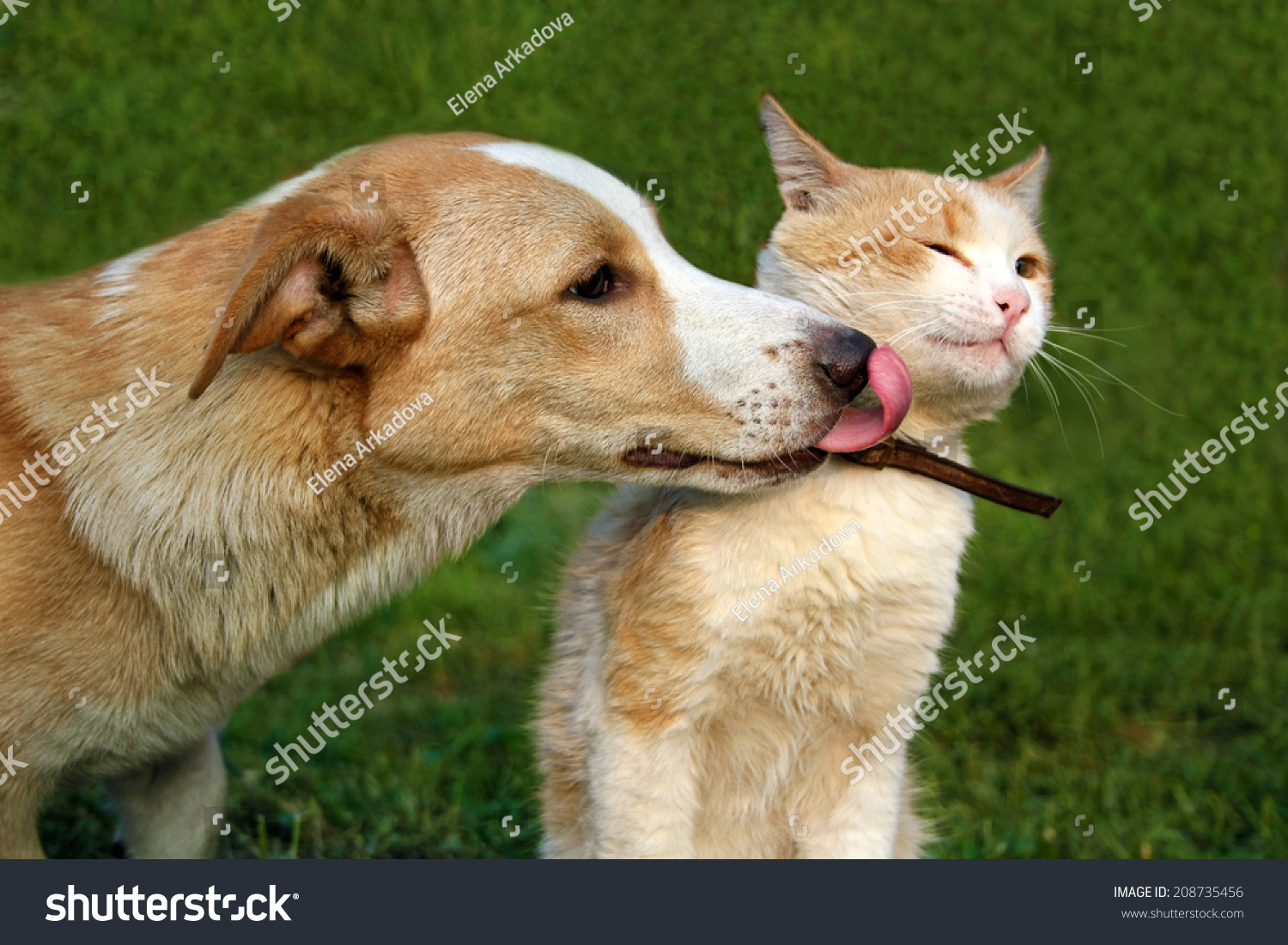 Redhead Dog Licking Cat Stock Photo 208735456 : Shutterstock