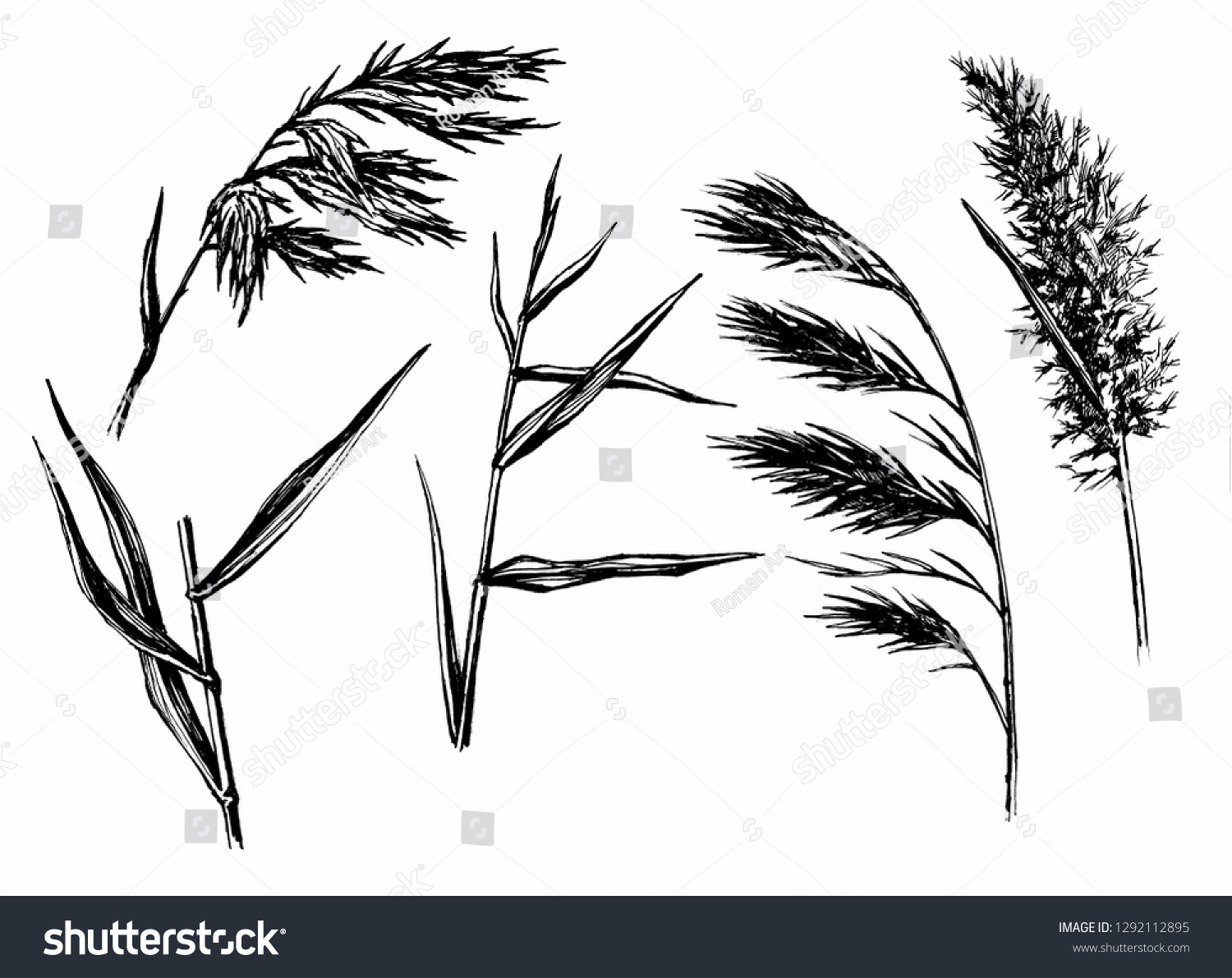 Reed Hand Drawn Sketch Set Water Stock Illustration 1292112895