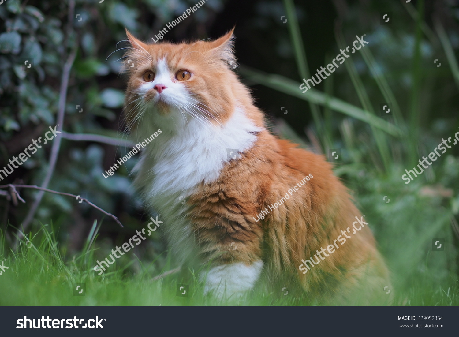 Regal Orange Long Haired Bi Color Stock Photo Edit Now 429052354