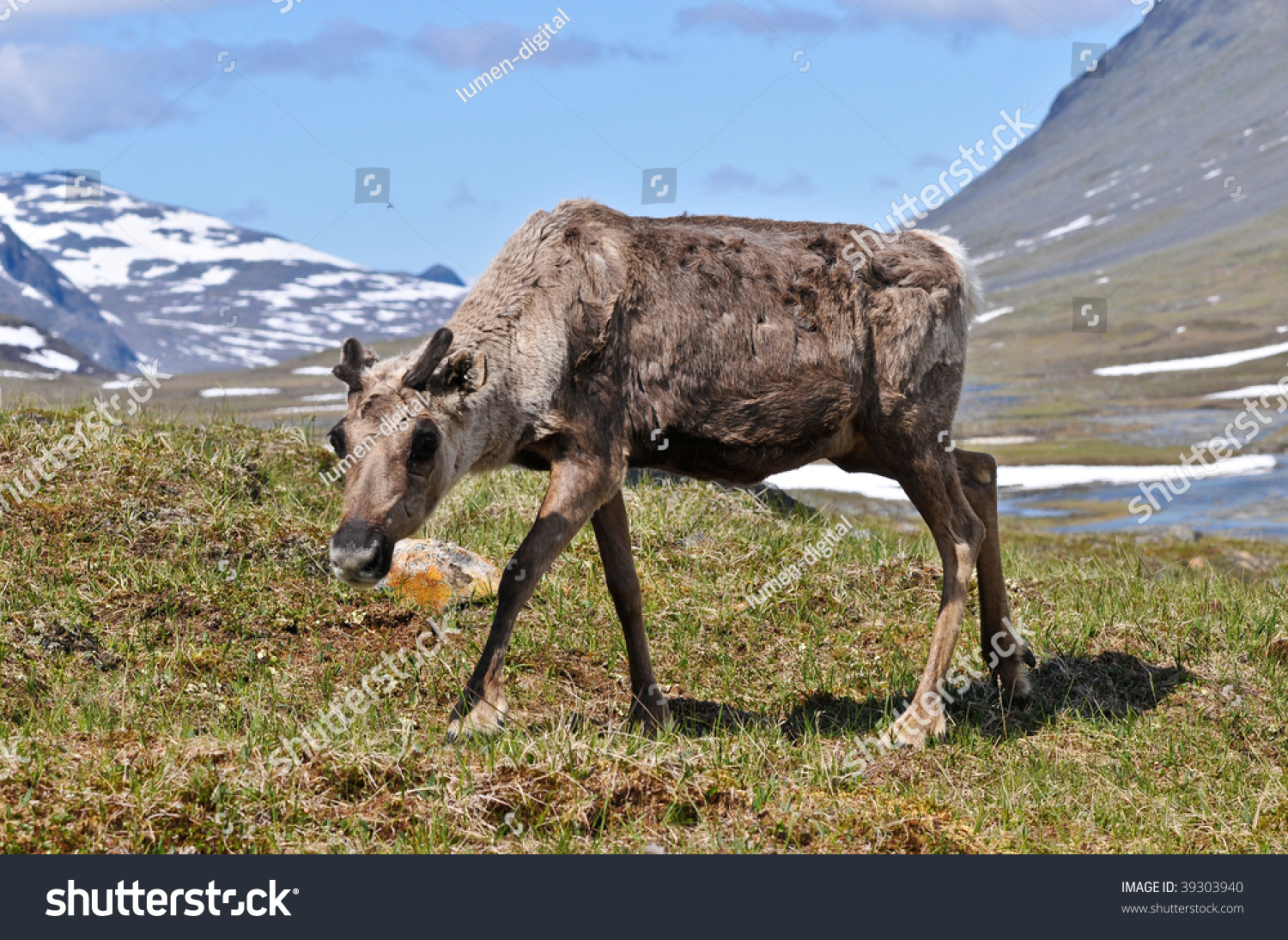 Reindeer In Sarek National Park Sweden Stock Photo 39303940 : Shutterstock