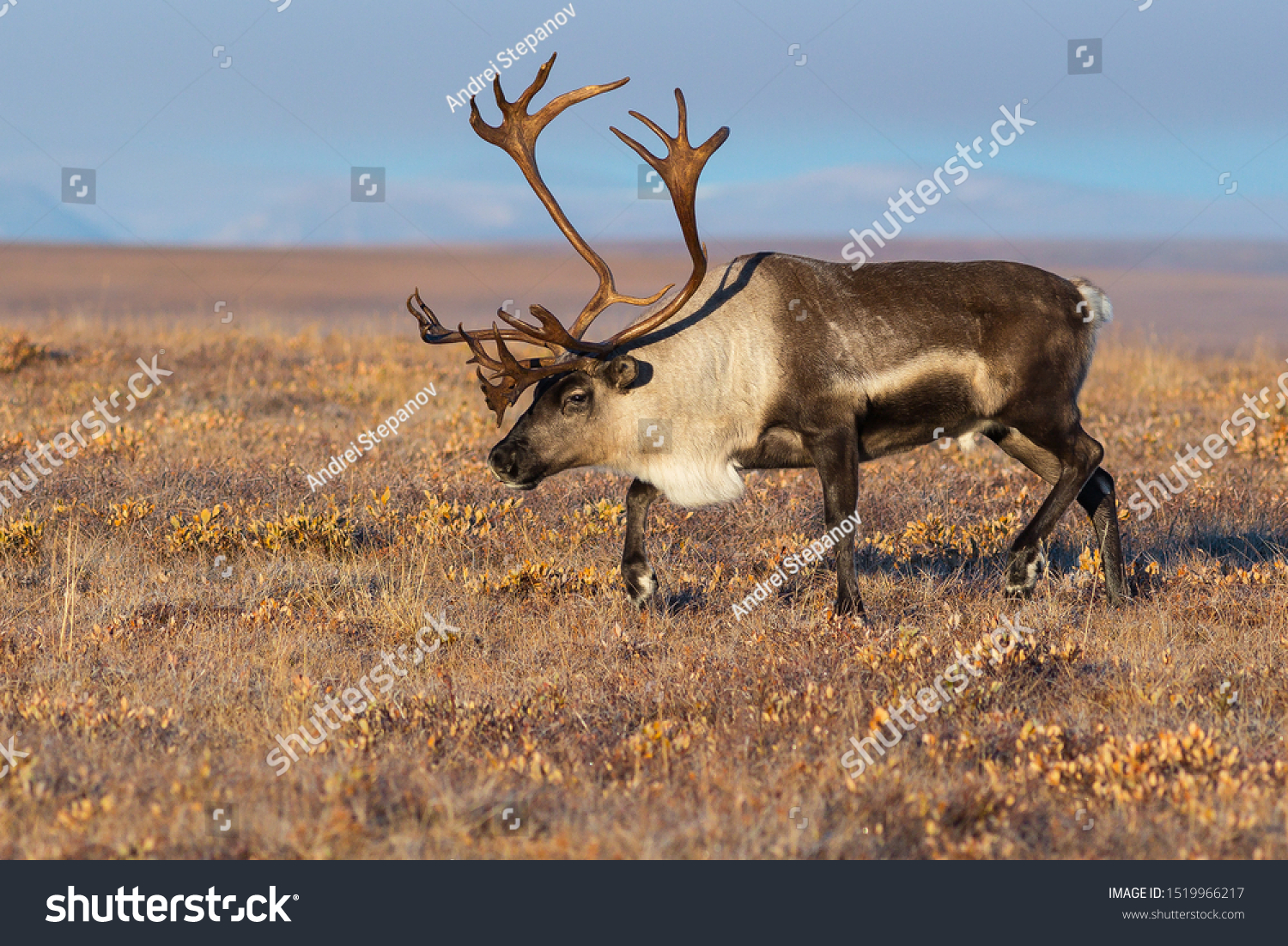 秋のツンドラのトナカイ ランギファー タランドス 大きな角を持つ美しい鹿 入植地や文明から離れた北極圏のツンドラ チュコトカの自然と動物 シベリア ロシアの極東 の写真素材 今すぐ編集