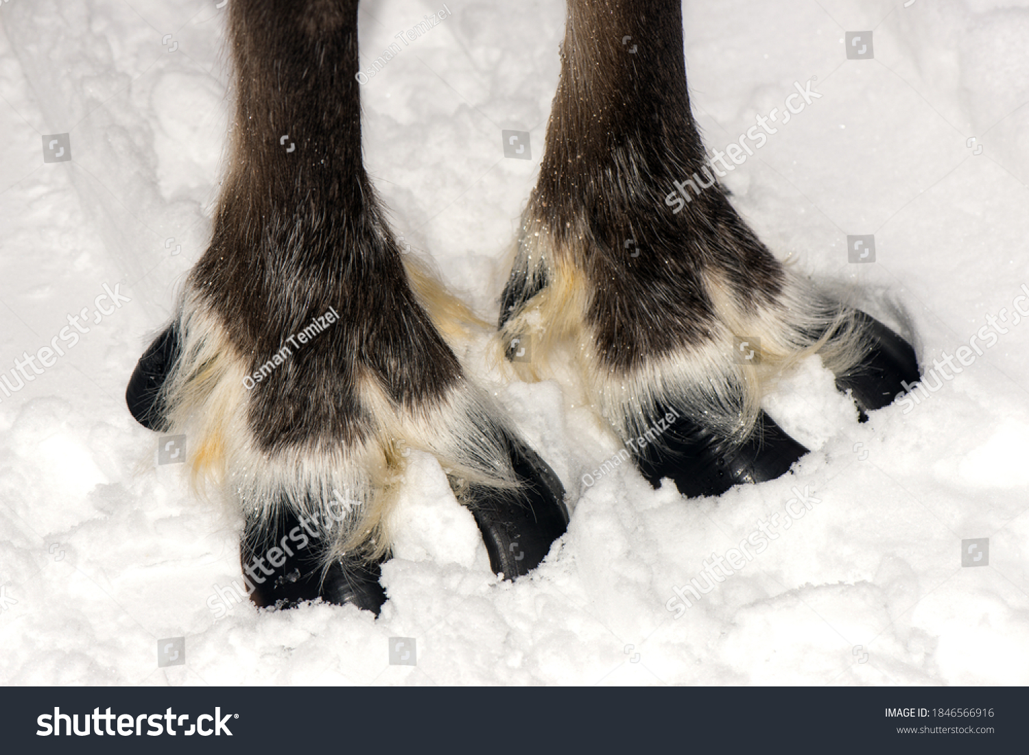 755 Reindeer feet Images, Stock Photos & Vectors | Shutterstock