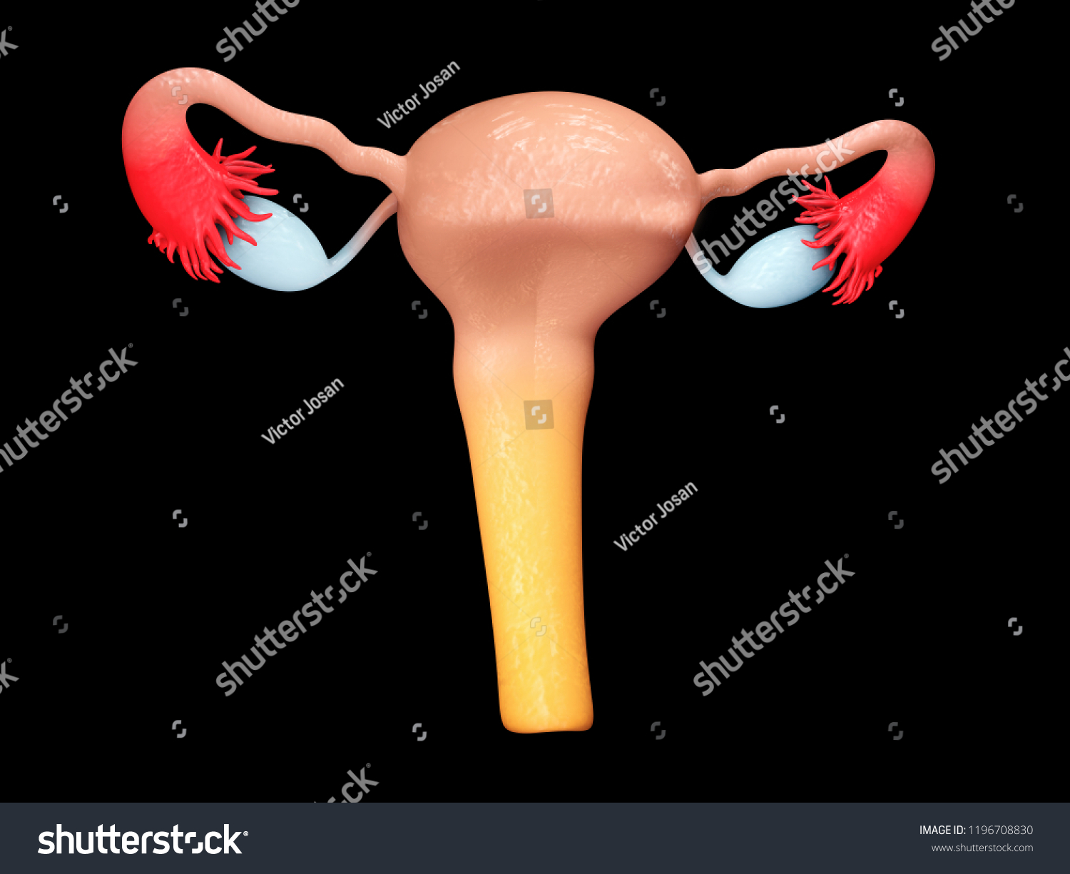 Reproductive Organs Woman Female Genitalia 3d Stock Illustration 1196708830 1036