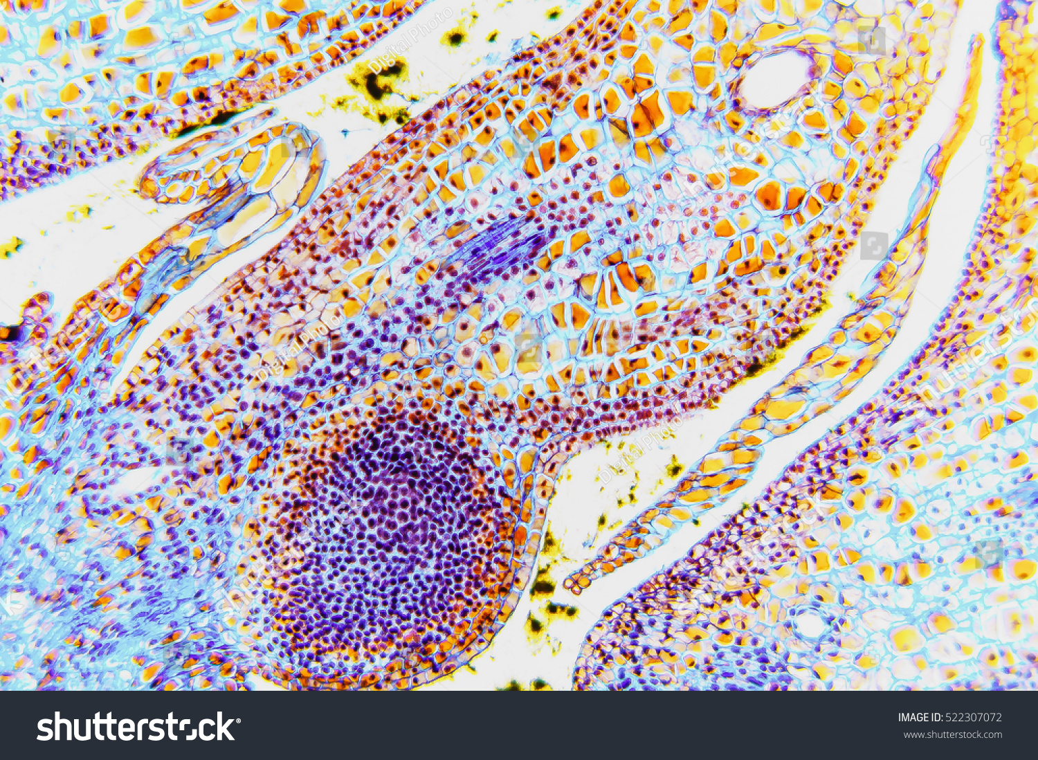 petal structure