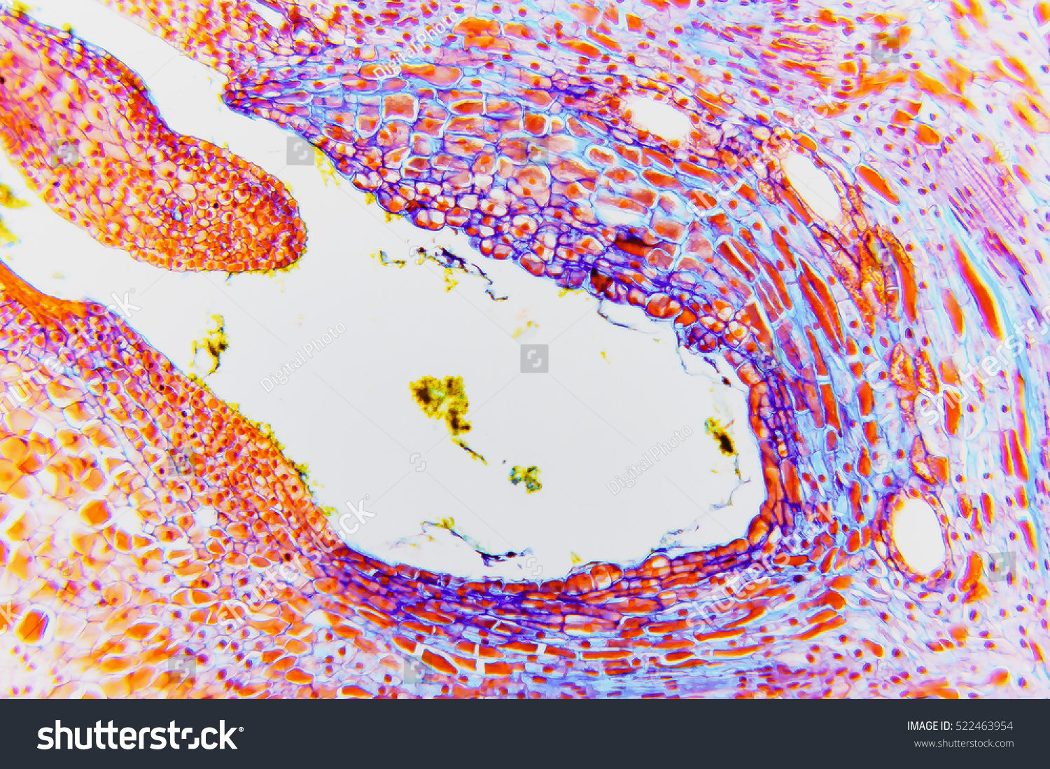 petal structure