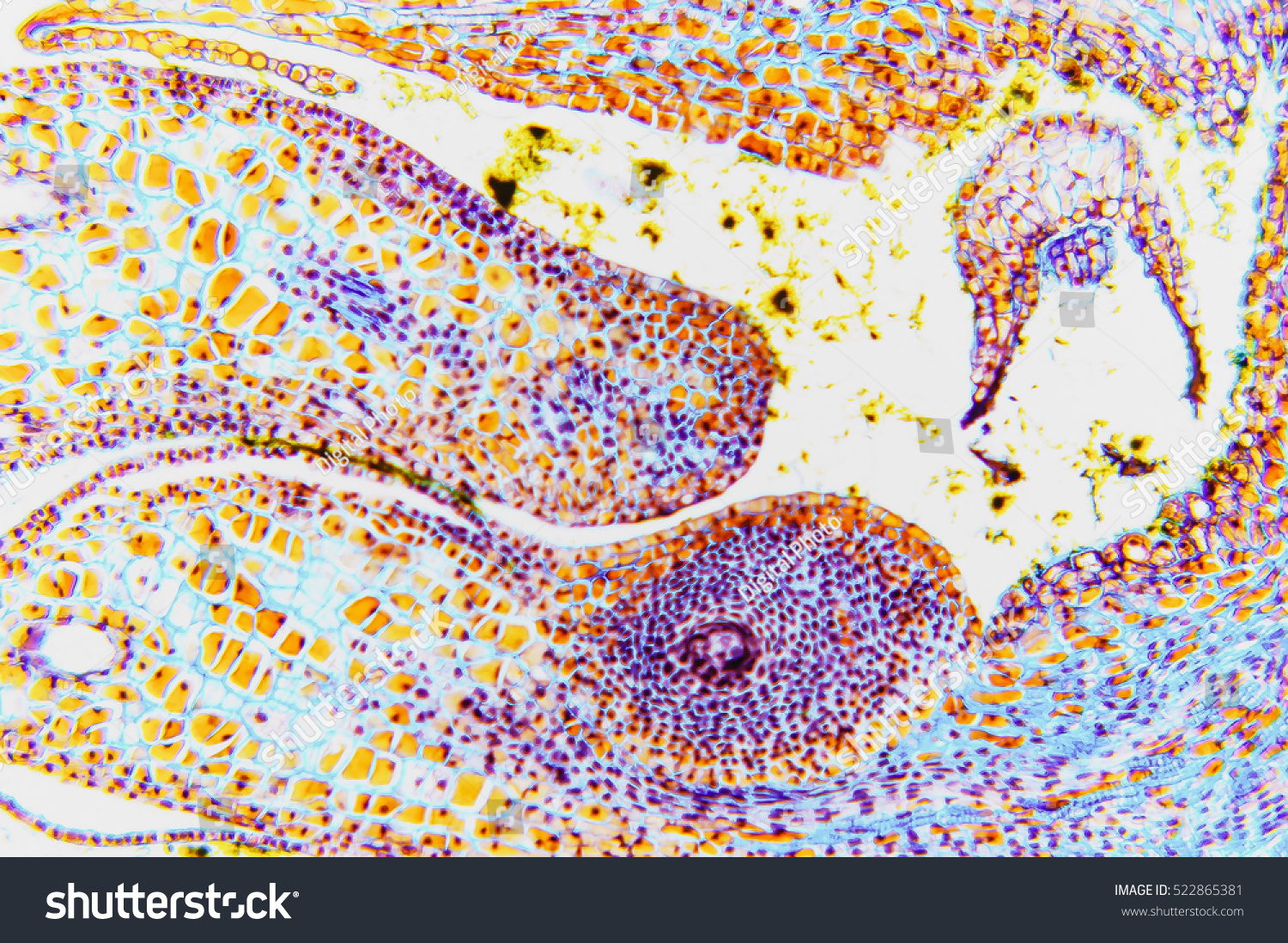 petal structure