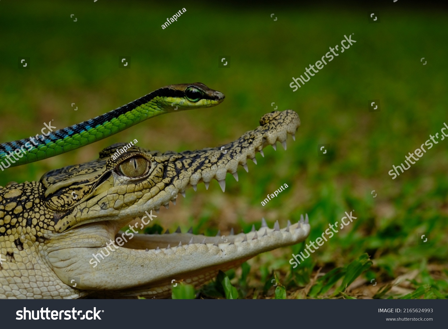Reptiles Airbreathing Coldblooded Vertebrates That Have Stock Photo reptiles-airbreathing-coldblooded-vertebrates-that-have-stock-photo