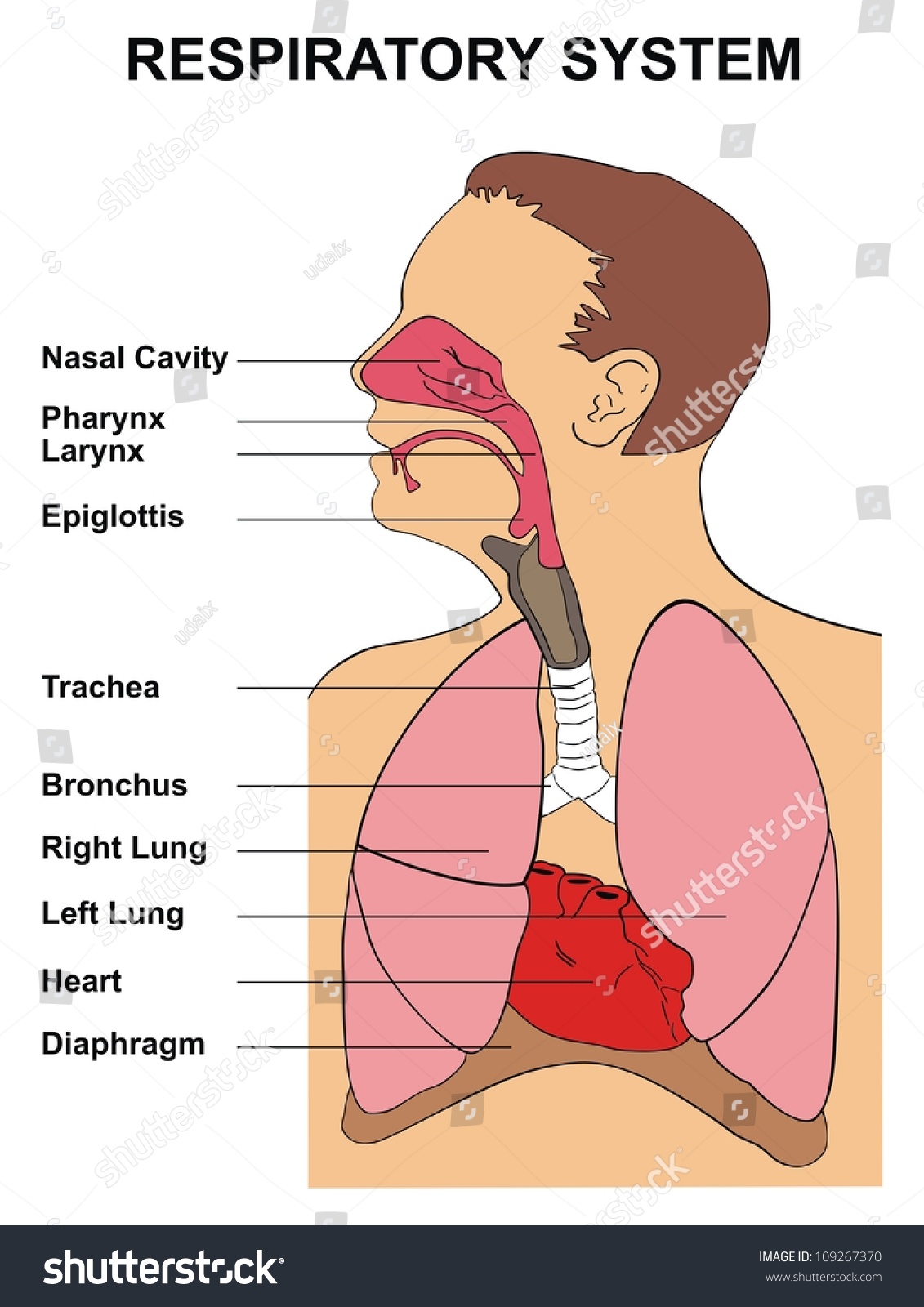 Respiratory System Cartoon Diagram