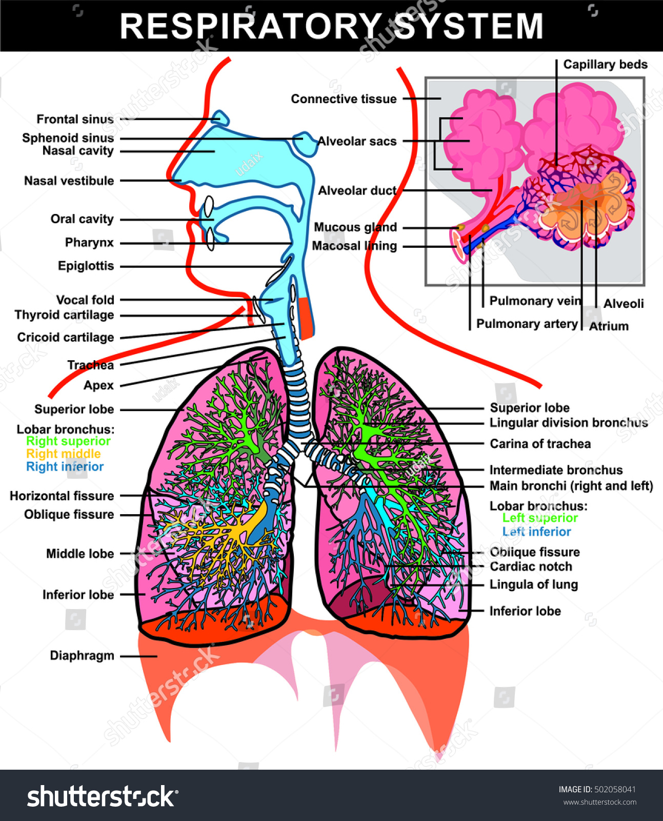 Respiratory System Full Details Lung Alveoli Stock