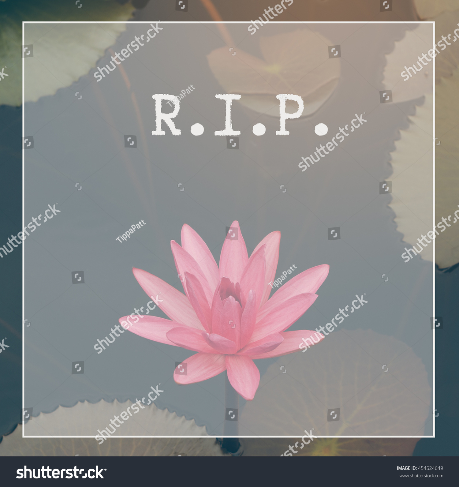 Rest Peace Rip Quote Lotus Flower Stock Photo Edit Now 454524649