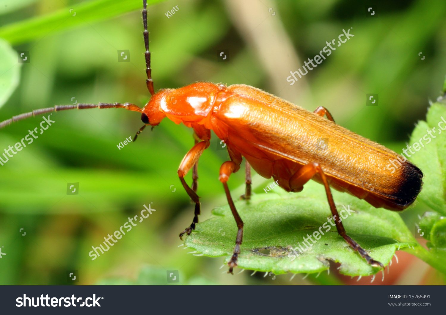  Tawny Brown Dual Curve Template Design Featuring Rhagonycha Fulva Cantharide