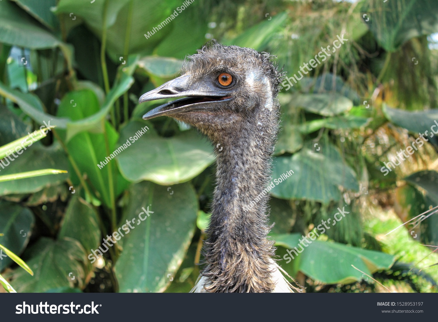 Rhea Bird That Can Not Fly Stock Photo 1528953197 | Shutterstock