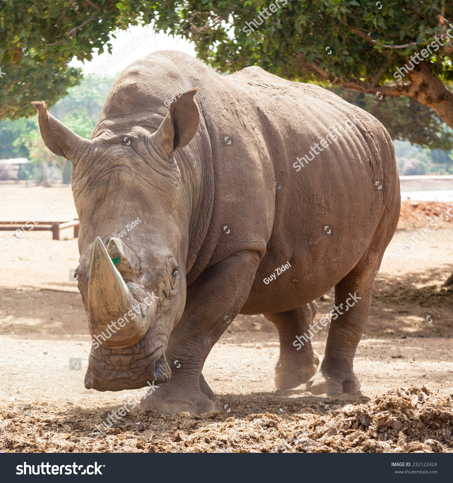 Rhino Attack Stock Photo 232122424 : Shutterstock