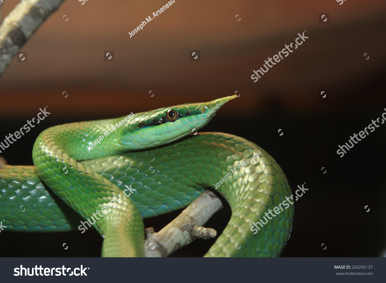 Rhinoceros Ratsnake Rhynchophis Boulengeri Known Rhinoceros Stock