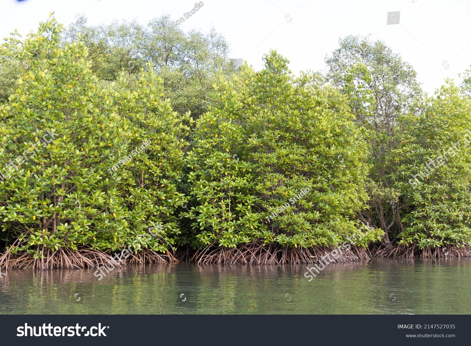 Rhizophora Apiculata Blume Forest Red Mangrove Stock Photo 2147527035 ...