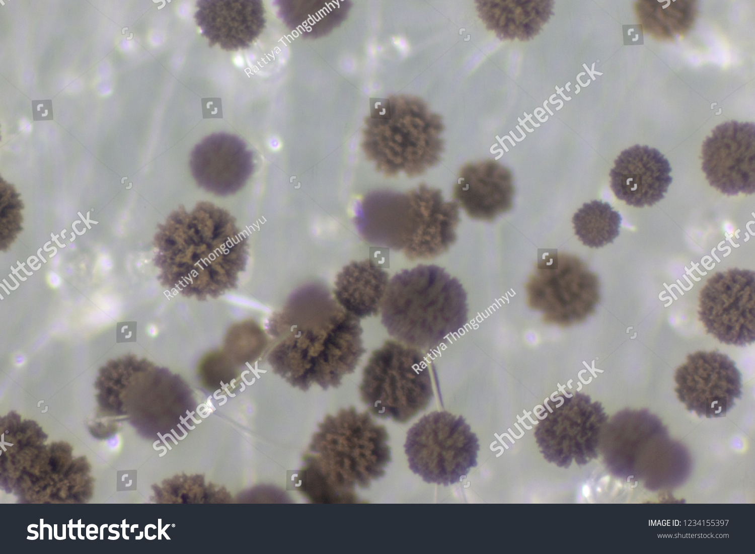 Rhizopus Bread Mold Genus Common Saprophytic Stock Photo 1234155397 ...