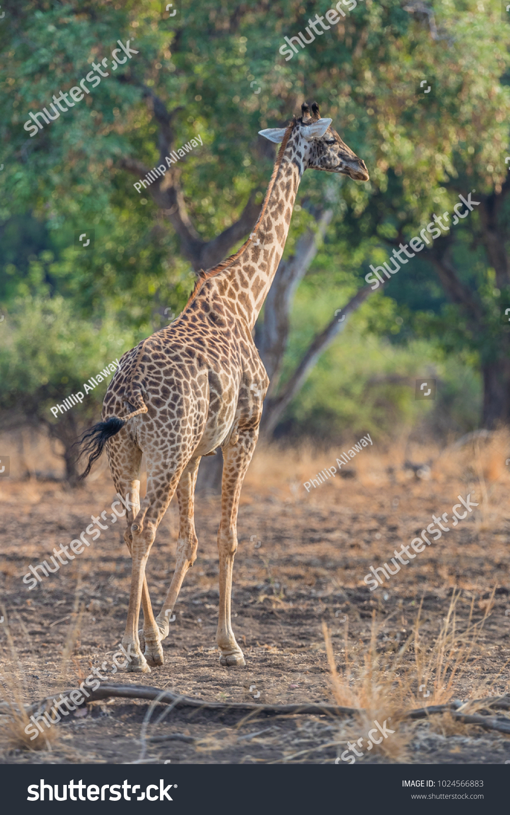 Girta Giraffe 18 hellbraun ge 
