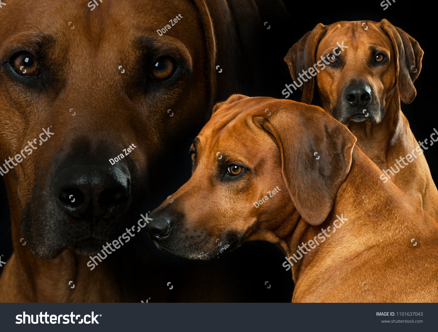 Rhodesian Ridgeback Dog Collage Black Background Stock Photo Edit Now 1101637043