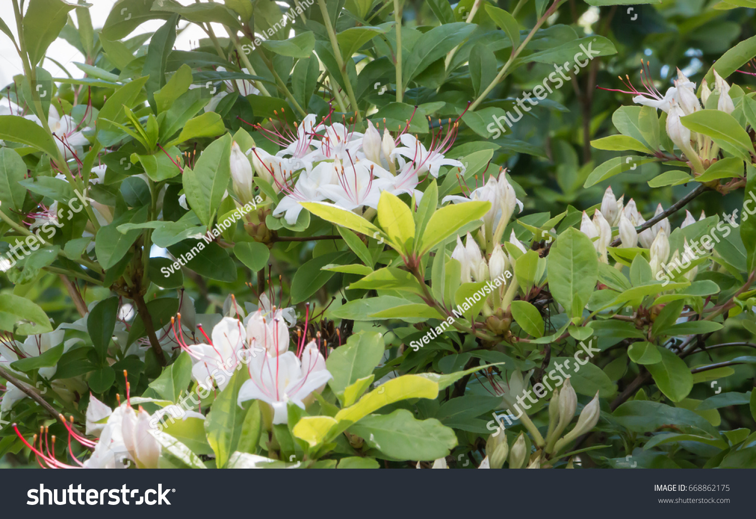Rhododendron Arborescens Known Smooth Azalea Sweet Nature Stock Image 668862175