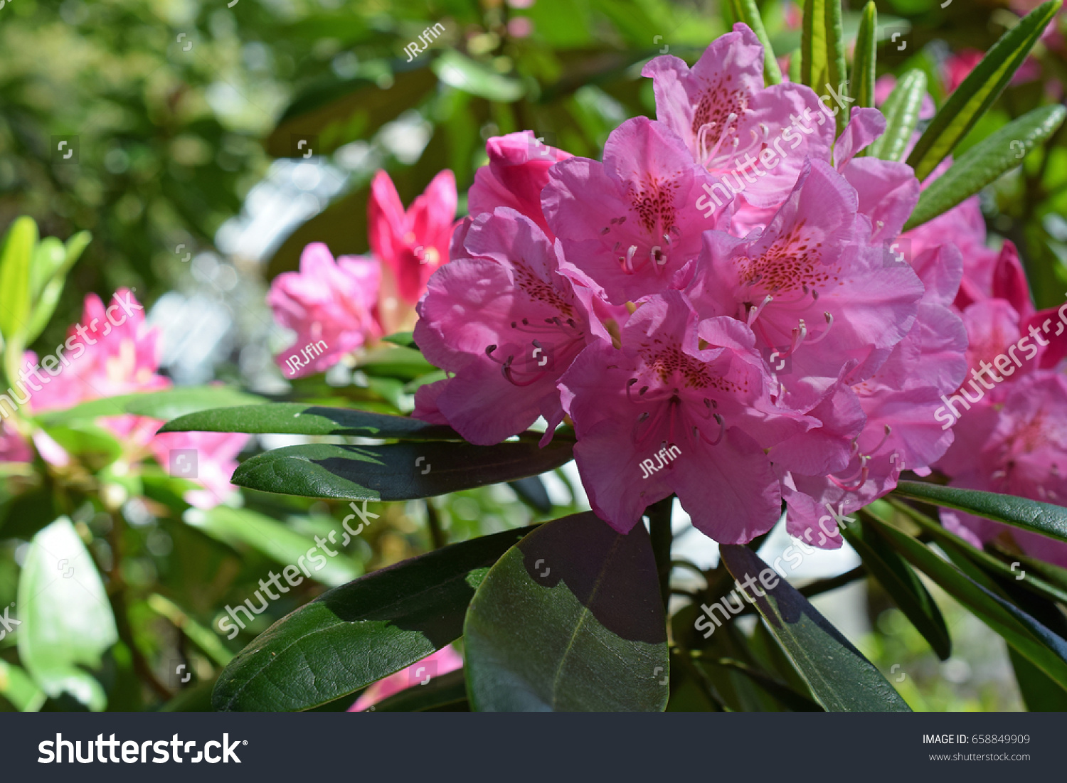Rhododendron Viscosum Known Swamp Azalea Clammy Nature Stock Image 658849909