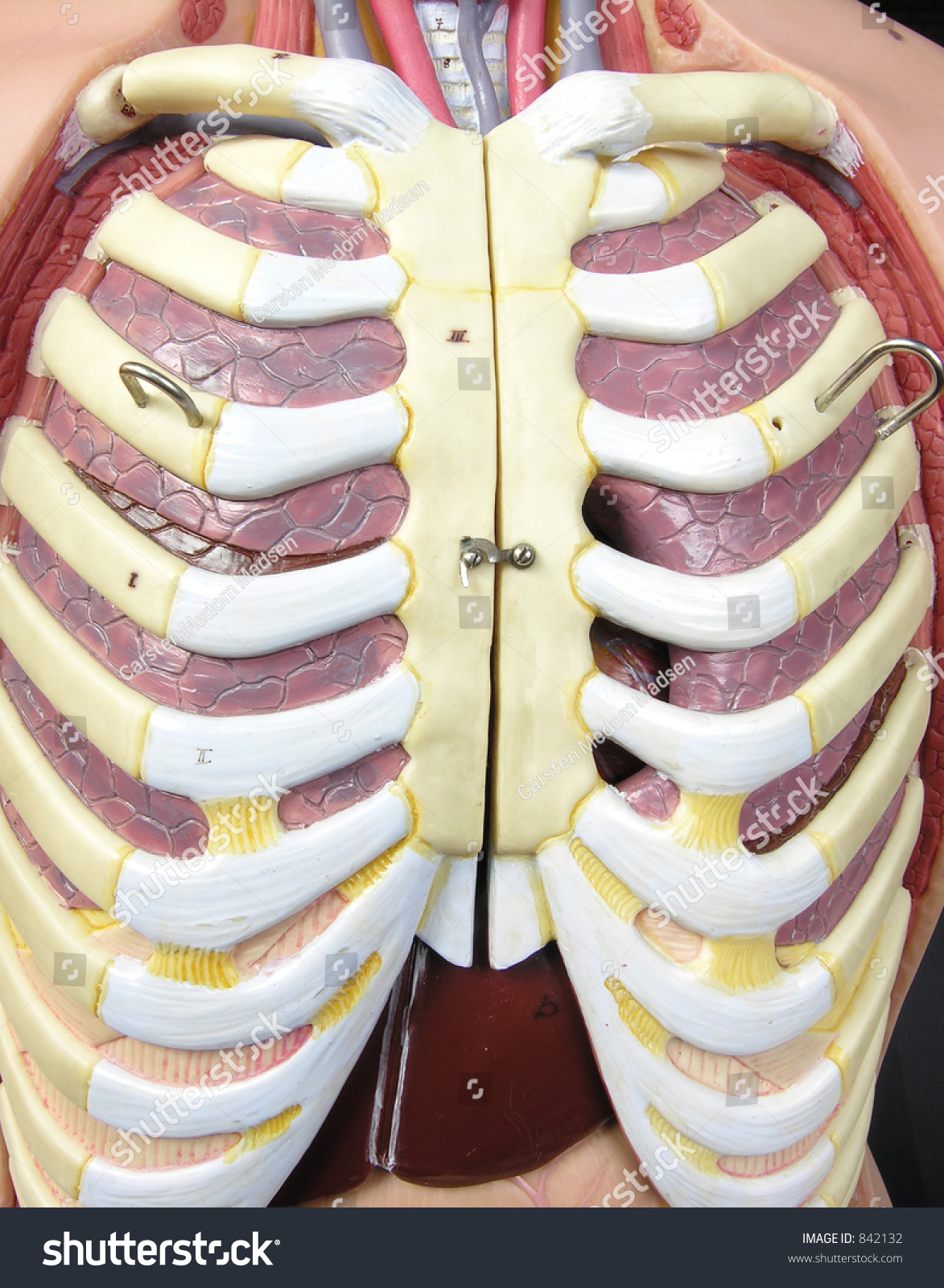 Rib - Model Stock Photo 842132 : Shutterstock