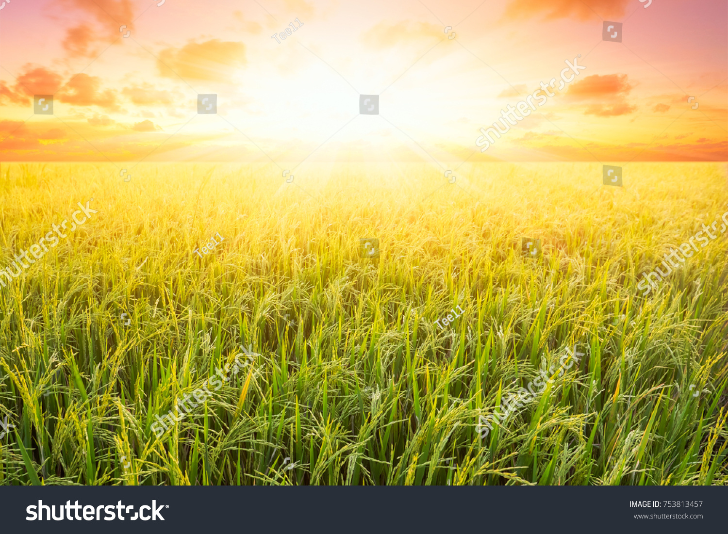 Rice Field Sky Background Sunset Time Stock Photo 753813457 Shutterstock