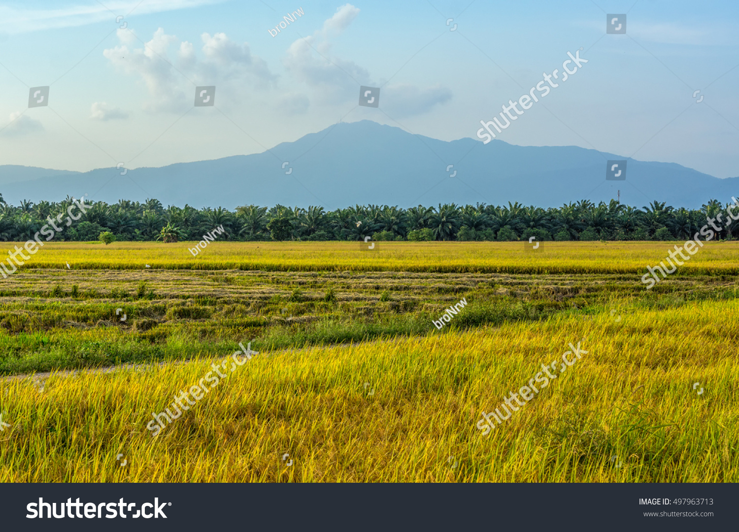 Rice Field Sawahring Bukit Gambir Muar Stock Photo Edit Now 497963713