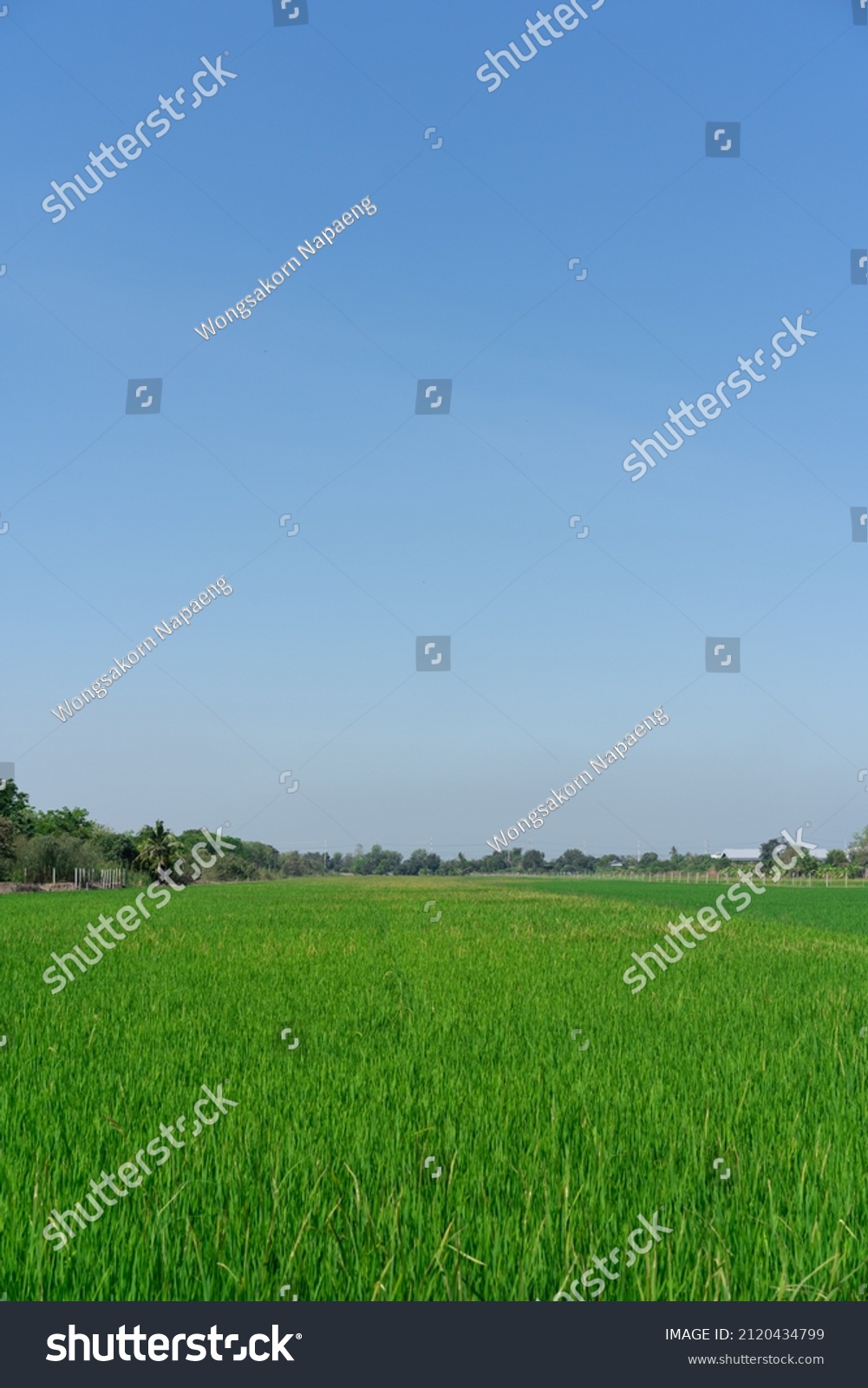 Rice Field Local Area Thailand View Stock Photo 2120434799 Shutterstock rice-field-local-area-thailand-view-stock-photo-2120434799-shutterstock