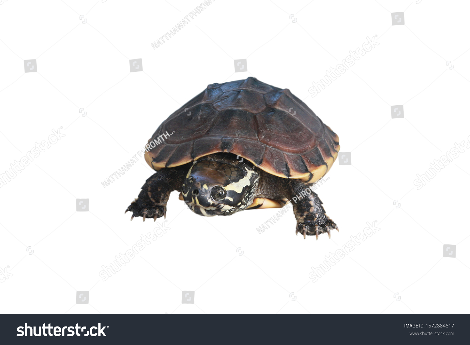 Rice Field Turtle Isolated On White Stock Photo (Edit Now) 1572884617