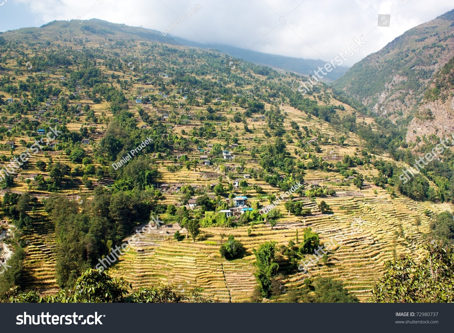 Rice Fields In Nepal - Bung Village Stock Photo 72980737 : Shutterstock