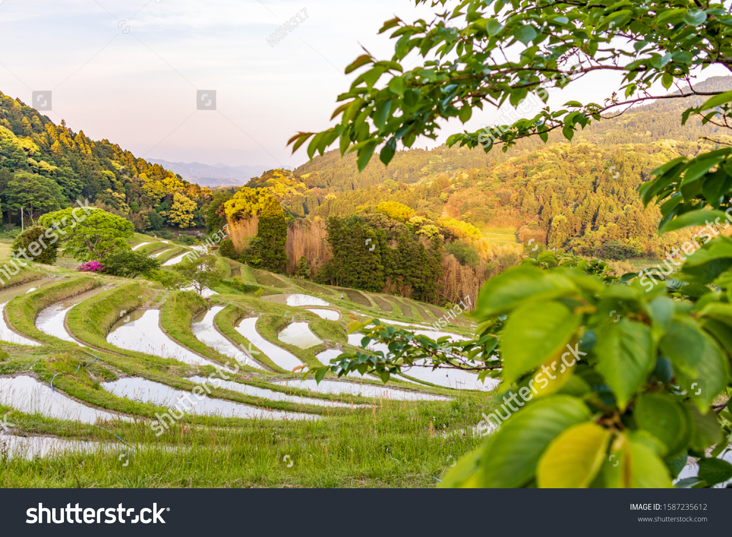 Rice Terraces Called Kamogawa City Chiba Stock Photo Edit Now