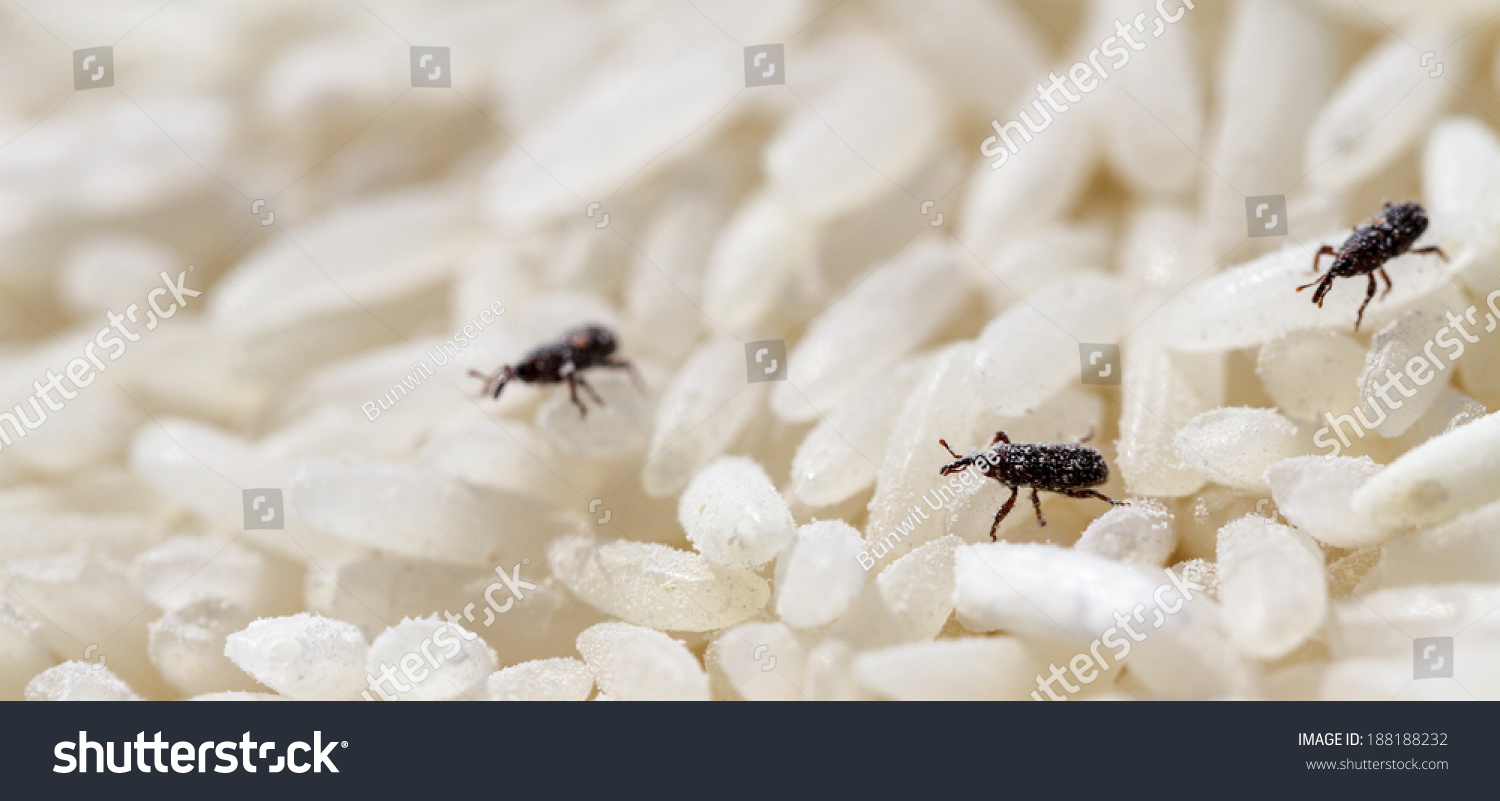 7 056 Rice Bug Images Stock Photos Vectors Shutterstock   Stock Photo Rice Weevil 188188232 