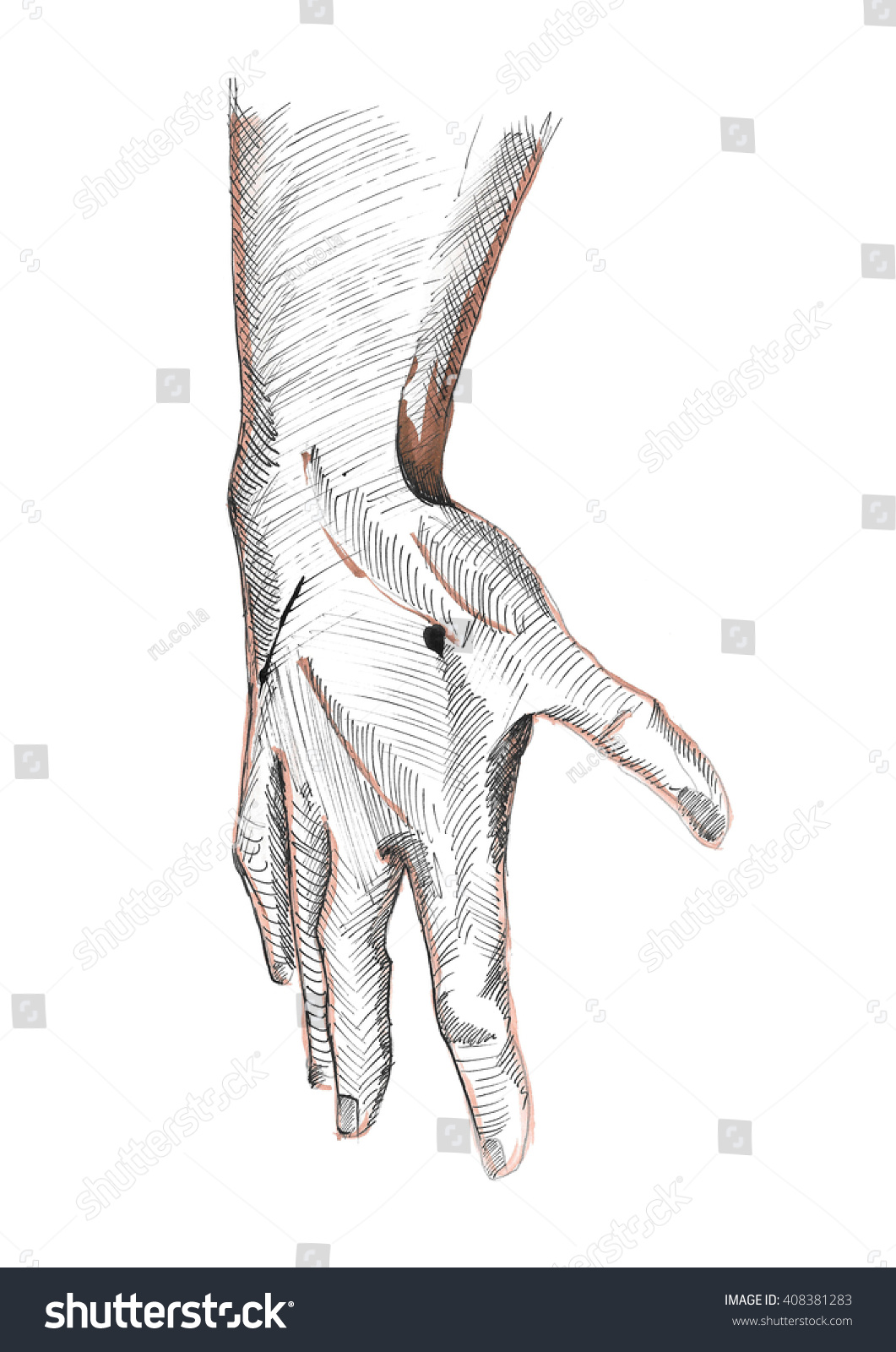 Right Human Hand Fingers Knuckles Wrist Stock Illustration 408381283 ...