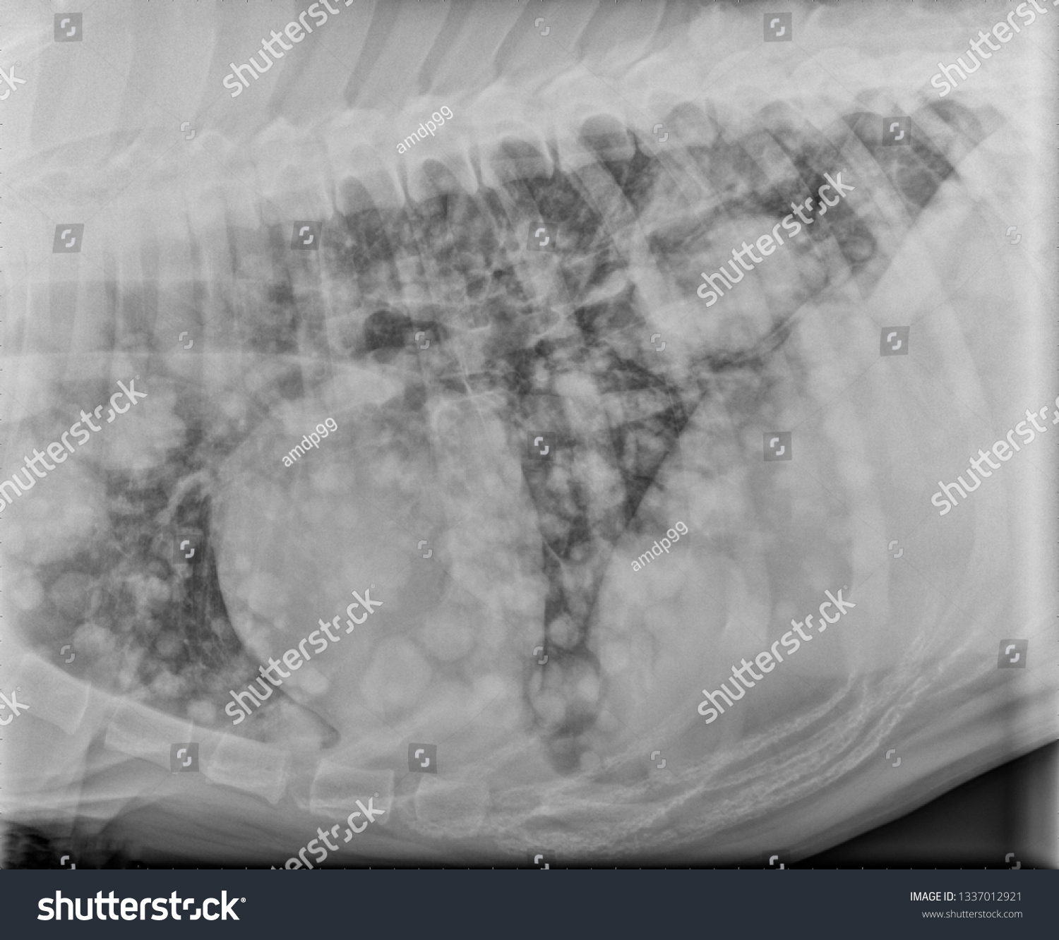 Normal Chest X Ray In Dog at Laura Mullen blog