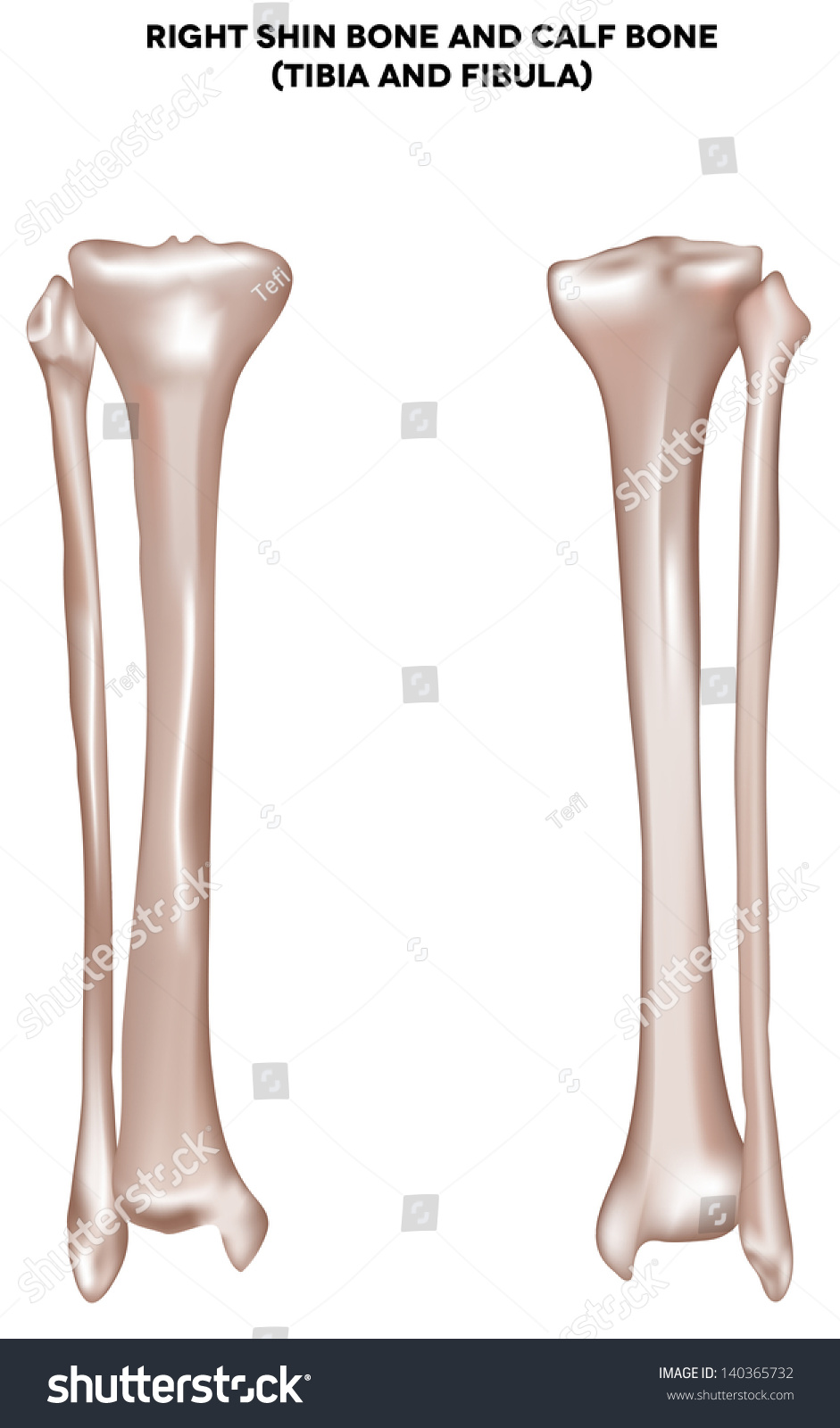 Right Shin Bone Calf Bone Tibia Stock Illustration 140365732 - Shutterstock