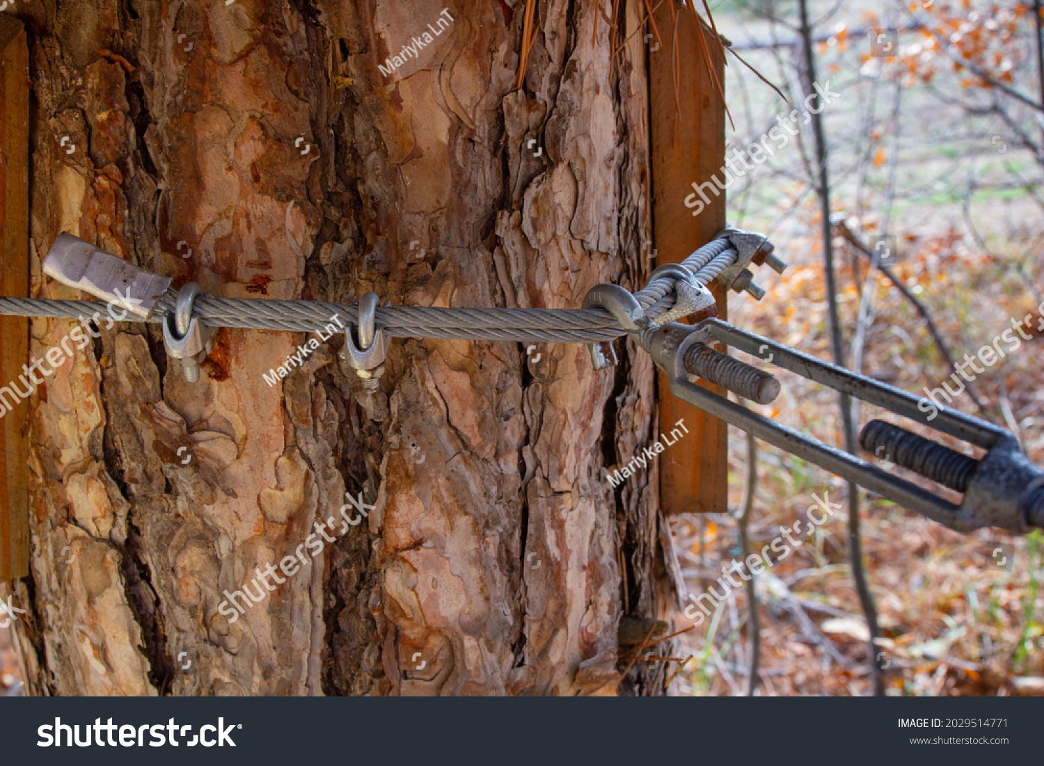 97,904 Tree cabling Images, Stock Photos & Vectors | Shutterstock