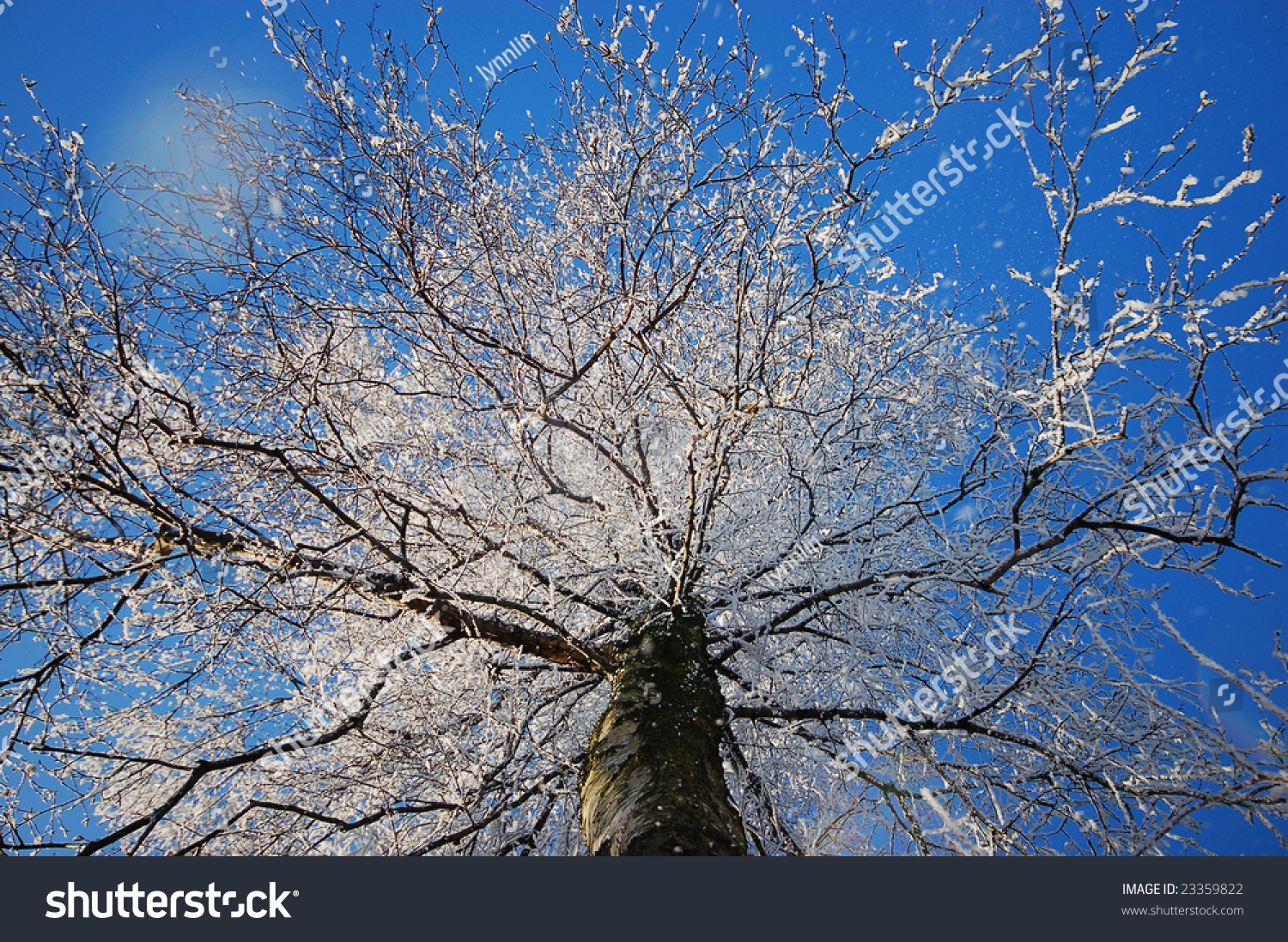 Rime On Tree Stock Photo 23359822 : Shutterstock