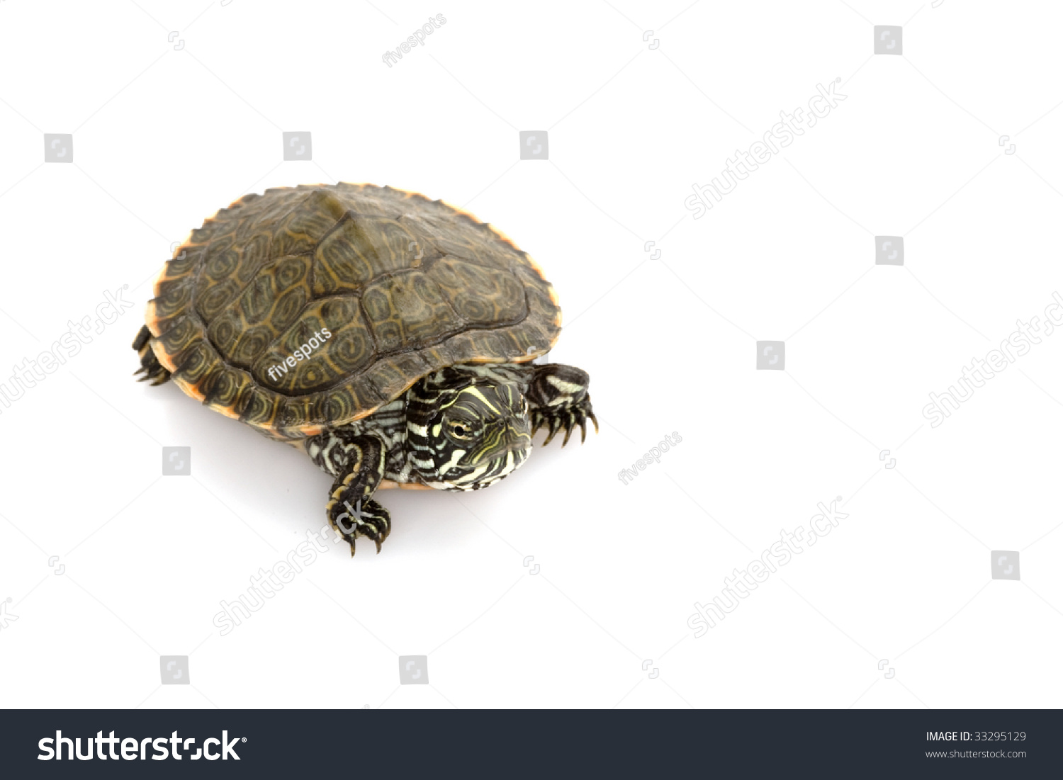 Rio Grande Cooter (Pseudemys Gorzugi) Isolated On White Background ...