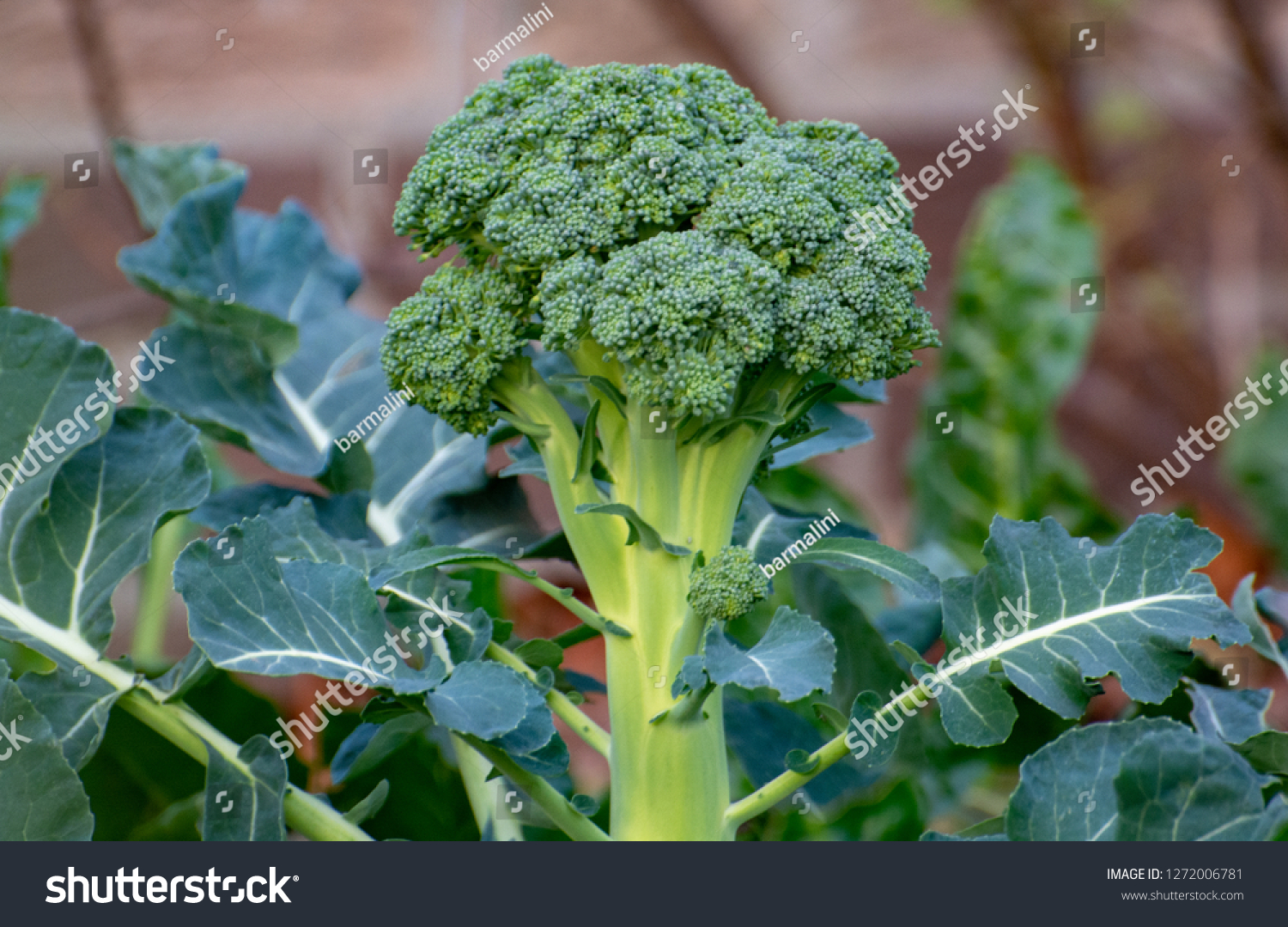 Young Broccoli Plants Images, Stock Photos & Vectors | Shutterstock