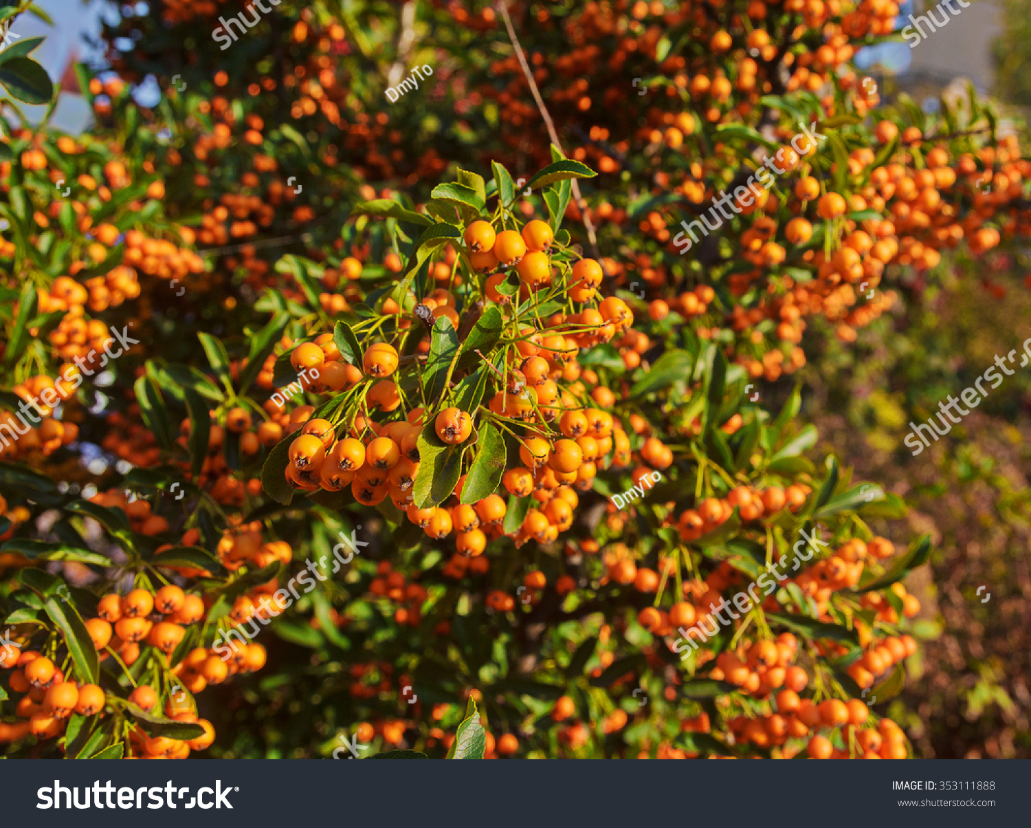 Ripe Buckthorn Bush Closeup Plants Gardens Stock Photo 353111888