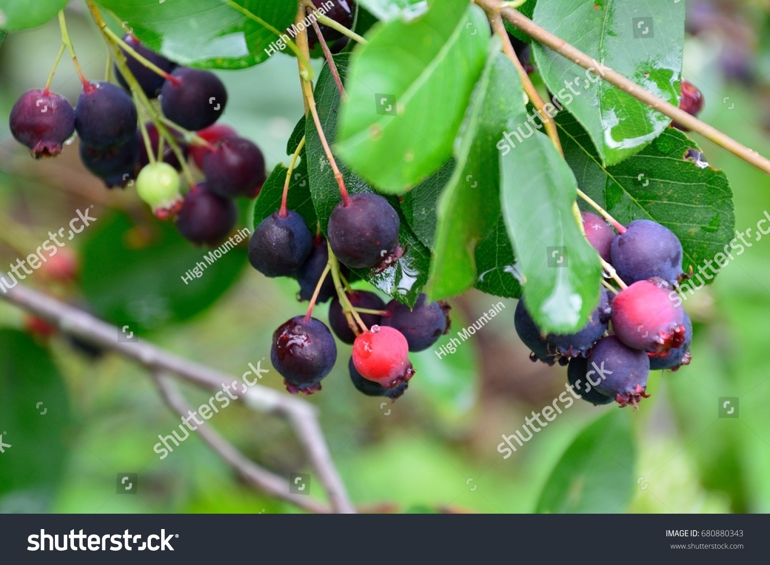 Ripe Fruits June Berry Amelanchier Canadensis Nature Stock Image