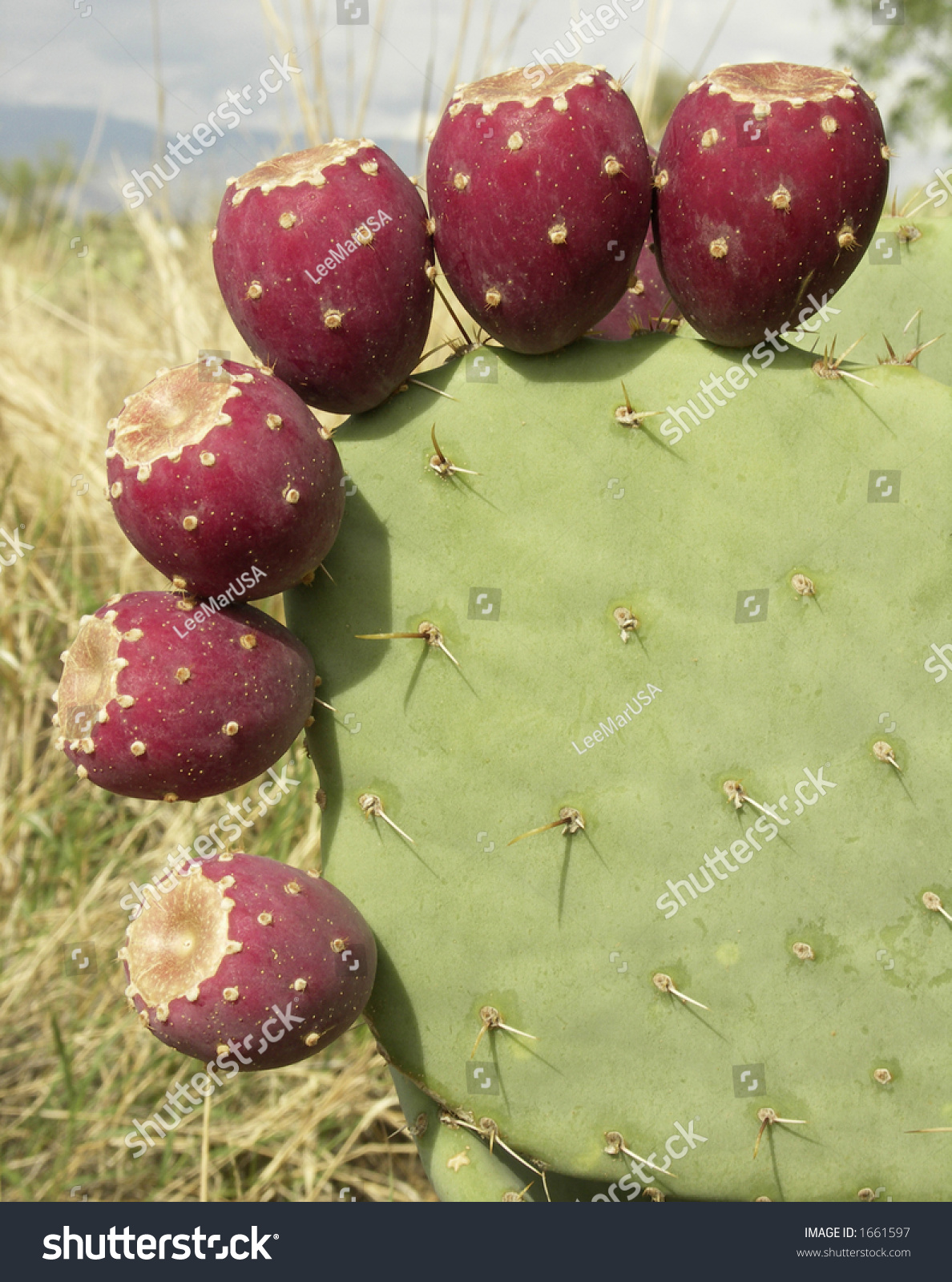 Ripe Prickly Pear Fruit Stock Photo Edit Now 1661597