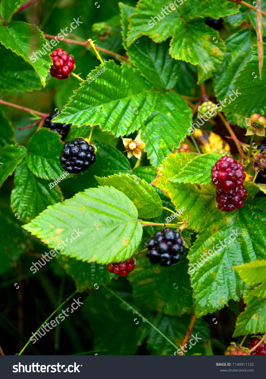 11 Rubus Fruticosus L 图片 库存照片和矢量图 Shutterstock