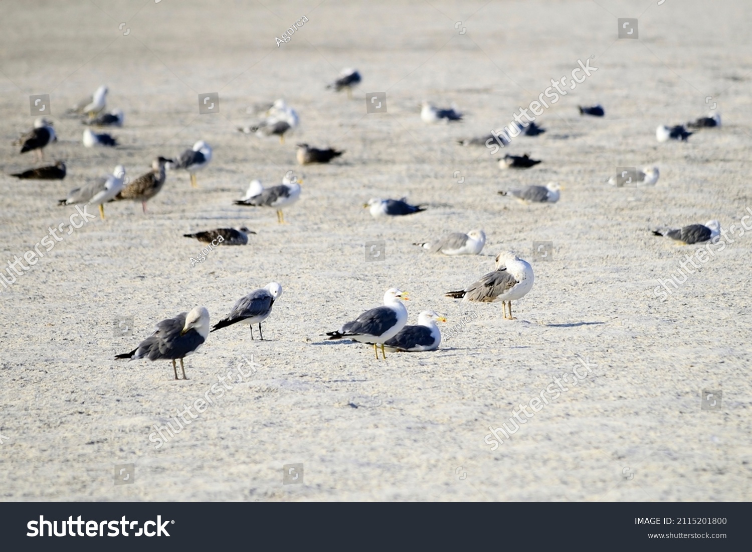 Tridactyl Images, Stock Photos & Vectors | Shutterstock